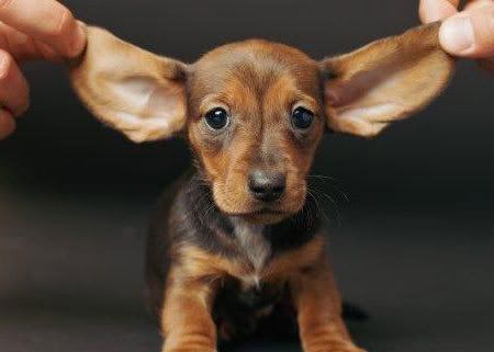 DachshundPuppy.jpg