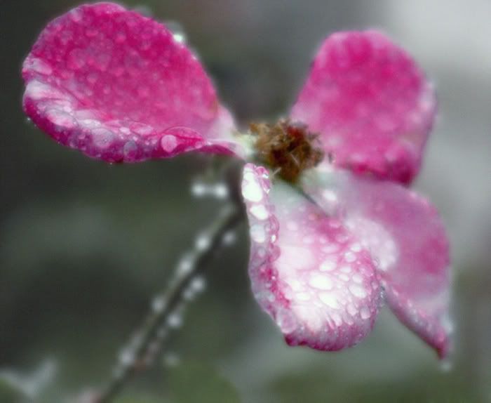 bluelightflowercontest.jpg
