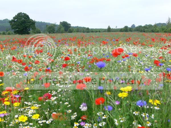londonthorpe-flowers.jpg