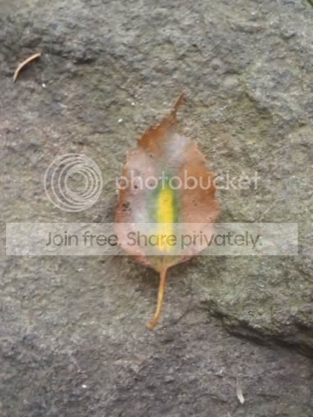 leafling-1.jpg
