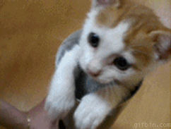 9IOle.gif