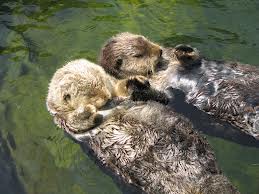 otters.jpg