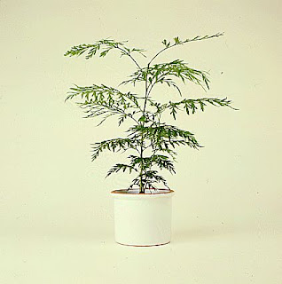 Grevillearobusta.jpg