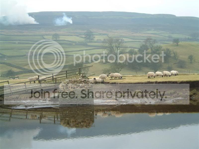 SwaleSheep.jpg