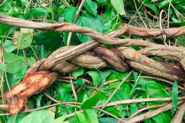 ayahuasca-plant-600x400.jpg