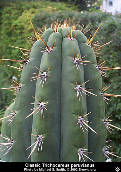 trichocereus_peruvianus12.jpg