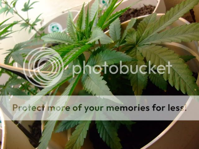 weed034.jpg
