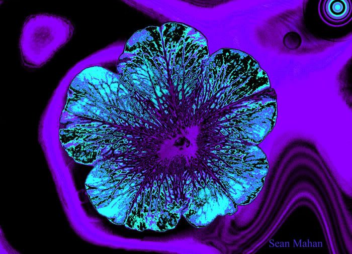 Flower2copy3.jpg