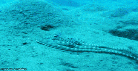 post-14858-Mimic-Octopus-gif-dTix.gif