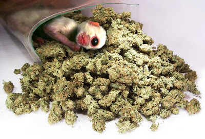 pot_monkey.jpg