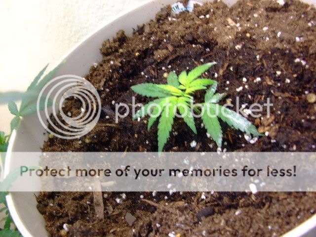 weed043.jpg