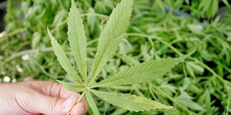 cannabisleaf-ipad_460x230.jpg
