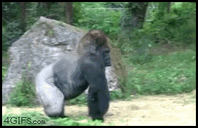rhyXfI9.gif