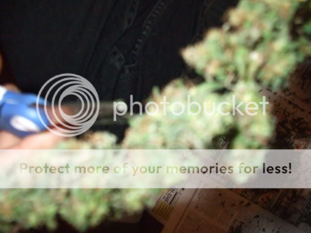 weed098.jpg