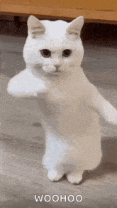 HP1ttf8.gif
