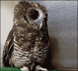RjFLh.gif