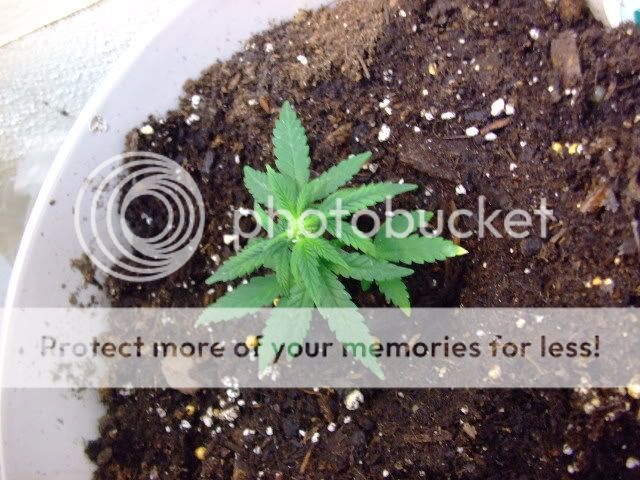 weed067.jpg
