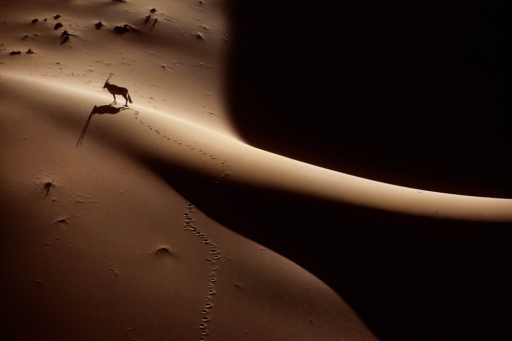 Oryx.jpg