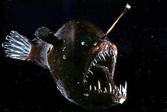 Angler_fish.jpg