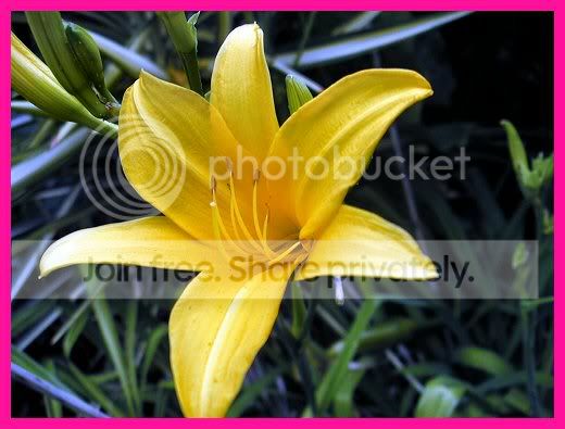 Yellow1.jpg