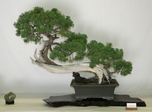 shimpaku-juniper.jpg