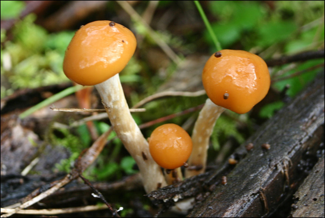 Psilocybe_subaeruginosa_b.jpg