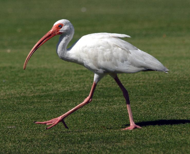 white%20ibis.jpg