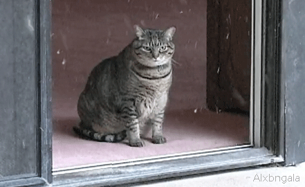 fzXvn.gif