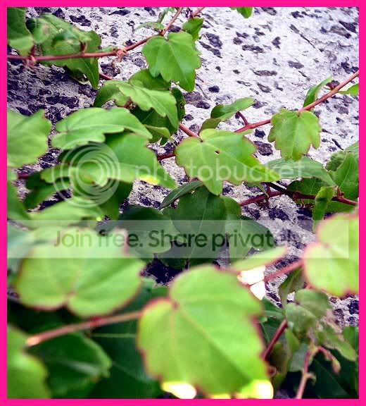Leaves.jpg