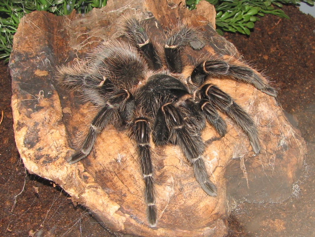 Brazilian_Salmon_Pink_Birdeater.jpg