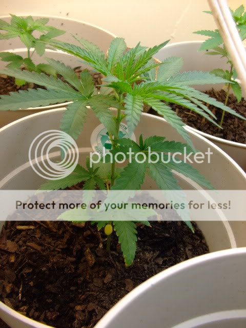 weed027.jpg