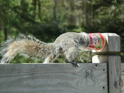funny-squirrel-with-its-head-stuck-in-food.jpg