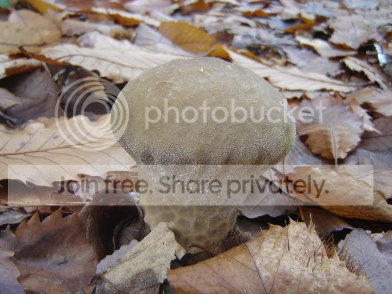 fungi8.jpg