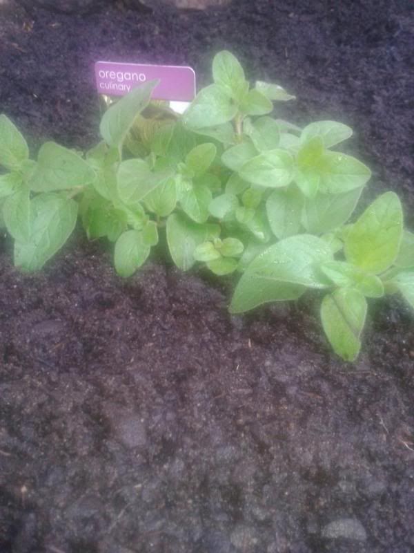 oregano_zps5ff0cb61.jpg