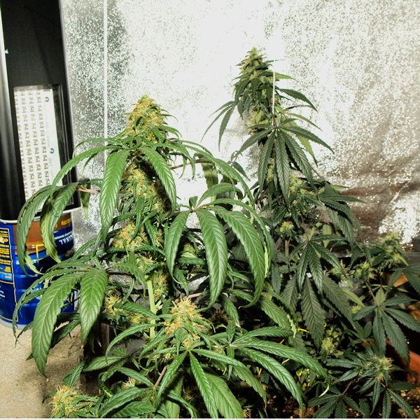 Flowering-Day-47.jpg