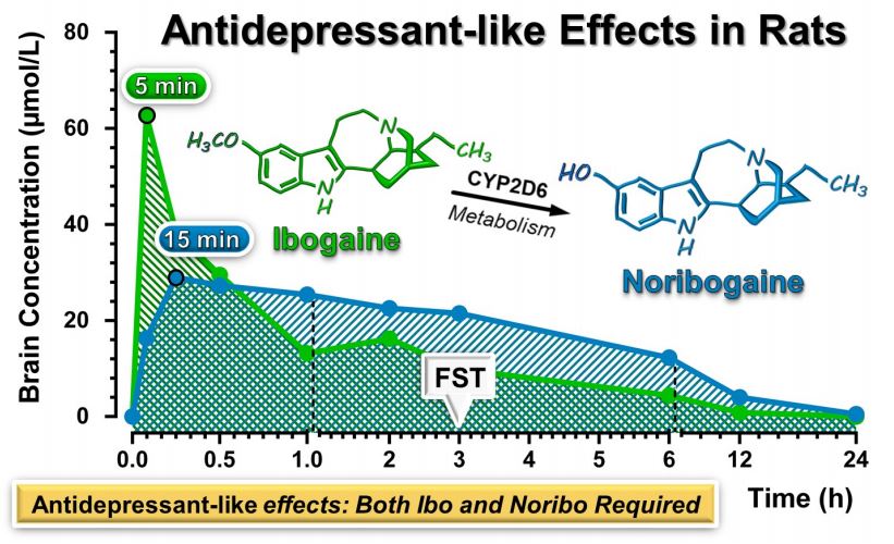 Rodriguez-ibogaine-noribogaine-graphic.jpg