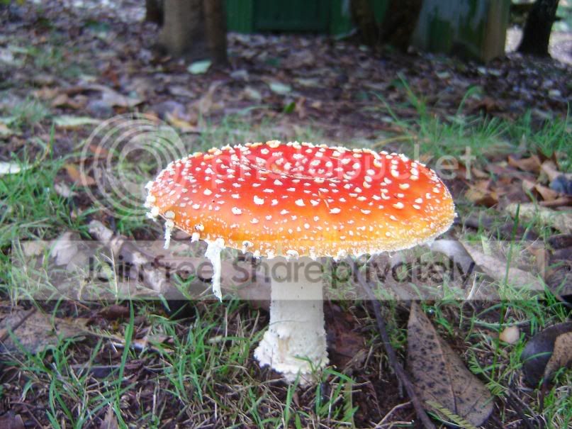 fungi19.jpg