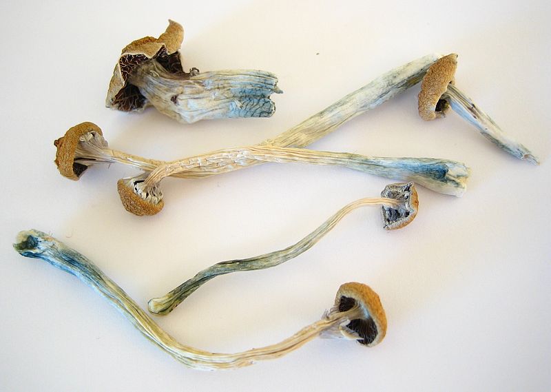 800px_Dried_Cubensis.jpg