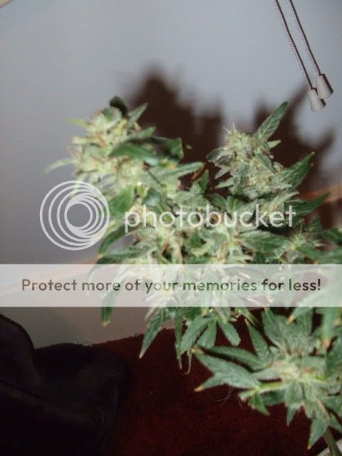 weed0052.jpg