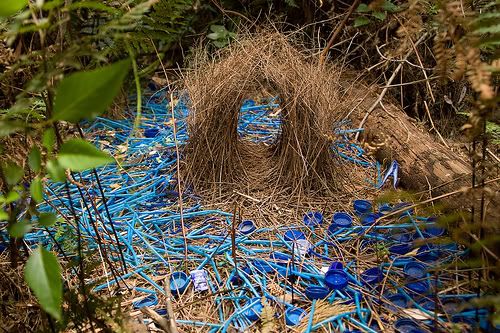nest.jpg