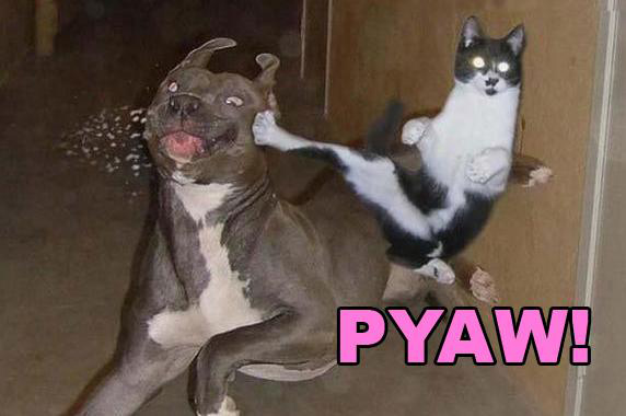 cat-and-dog-funny-meme-pyaw-Favim.com-1069364.jpg