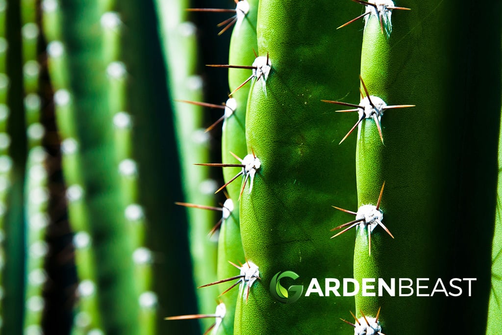 gardenbeast.com