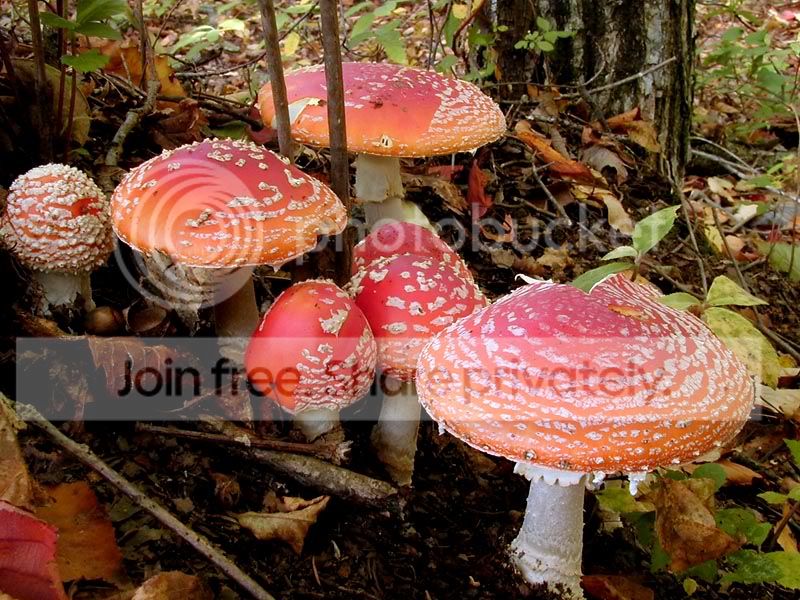 amanitas.jpg
