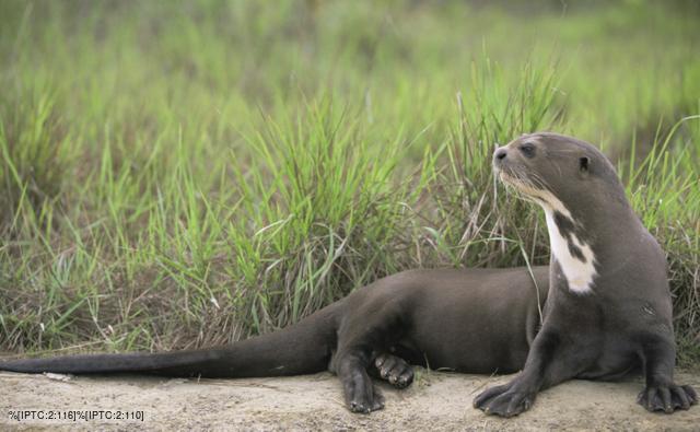 giant_otter_1.jpg