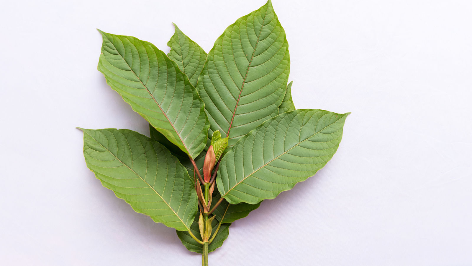 www.kratomiq.com