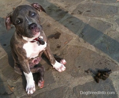 SpencerPitBullPuppy14WeeksPoopOnPorch.JPG