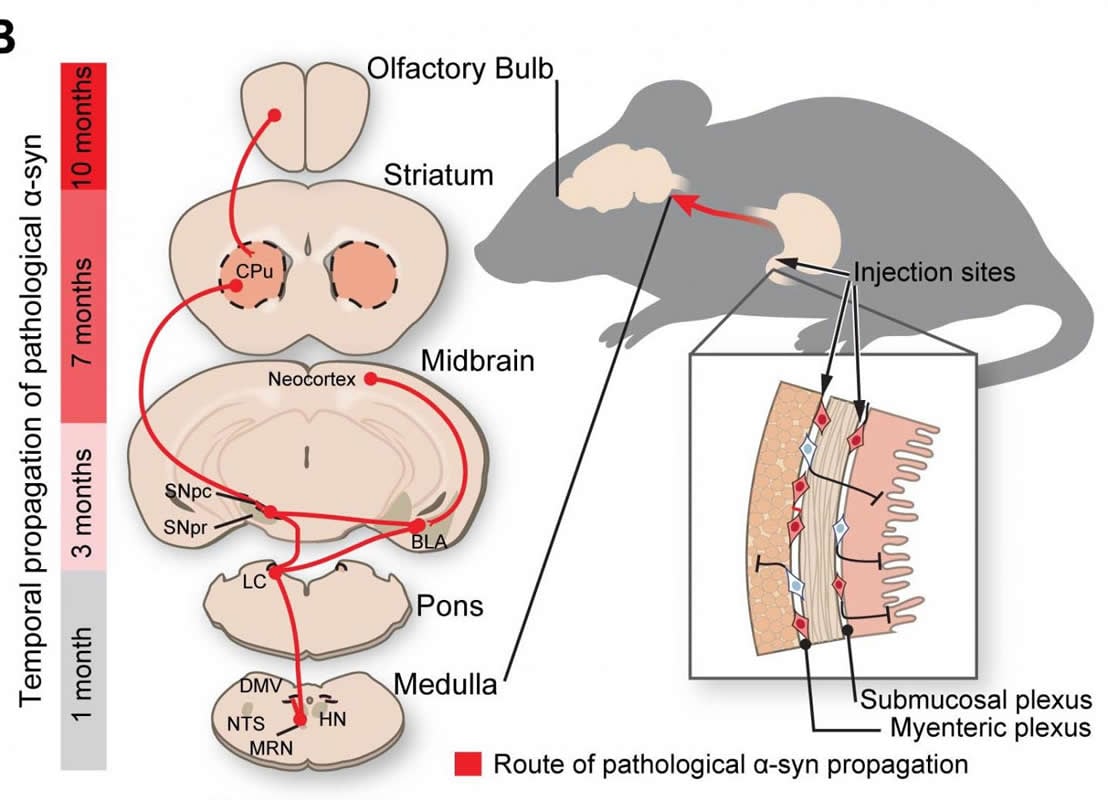 neurosciencenews.com