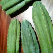 IMG-20200223-021702.jpg