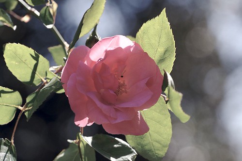 261214924_6312aad098.jpg