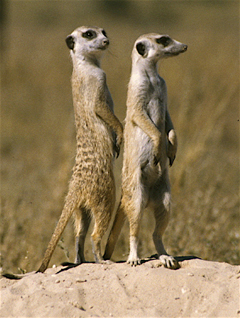 home_meerkat.jpg